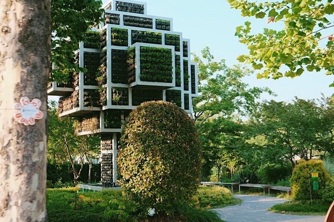 Cánh đồng lau sậy Hàn QUốc